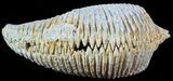 Cretaceous Fossil Oyster (Rastellum) - Madagascar #49878-1